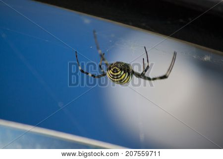yellow spider in the car next to the window