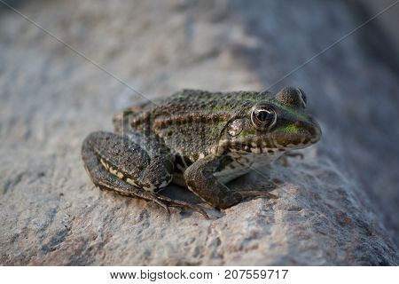 green frog on a rock on the Danube River