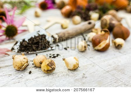 Flower bulbs and garden accessories for planting in the ground.
