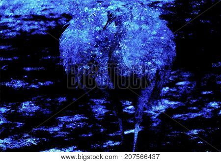 Emu ostrich bird with beautiful white feathers on graphic background