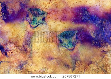 Funny emu ostrich heads on graphic structured background