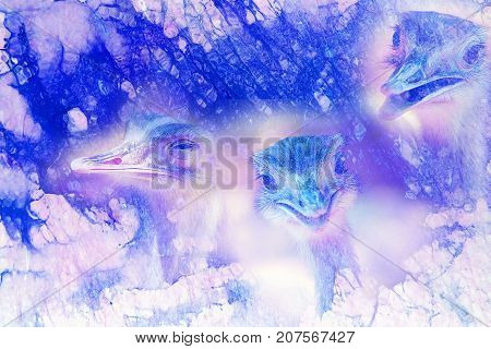 Funny emu ostrich heads on graphic structured background