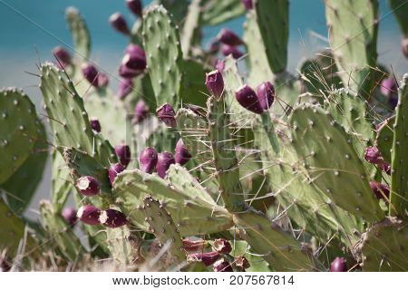 cactus on the island of Thassos on the hill