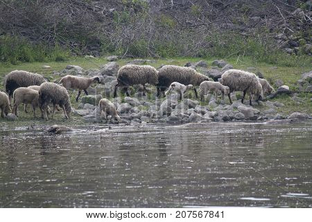 flock of sheep on the Danube River