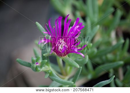 Purple flower in the yard in garden
