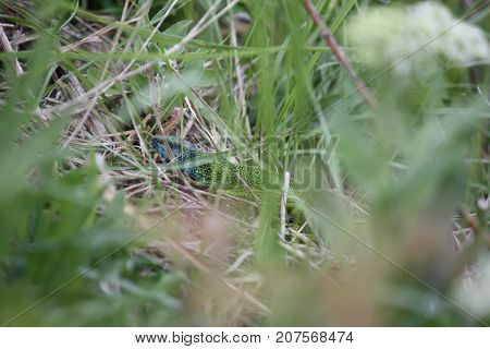 Green lizard in the grass on the channel