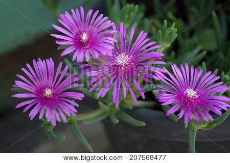 purple flowers in a pot in the garden