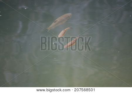 fish on the river  on the mountain