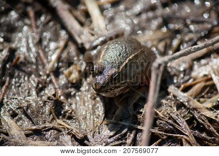 brown frog in the mud on the channel