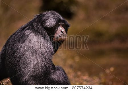 portrait face of siamang gibbon against blur background