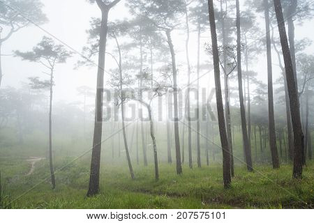 Nature fog in pine tree forest. Phu Soi Dao National Park Thailand