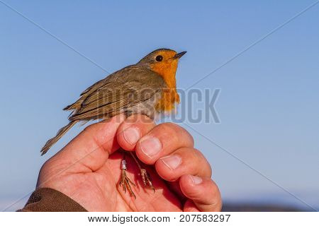 Robin, Erithacus rubecula, bird is held in a womans hand for ringing, or banding, in Jomfruland Bird Station Norway
