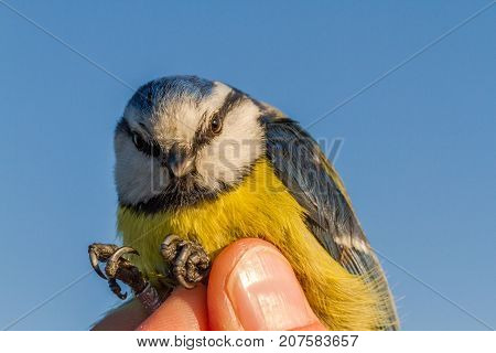 bird is held in a womans hand for ringing, or banding, in Jomfruland Bird Station Norway