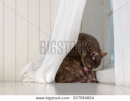 Grey cat sits in front of window with white curtains and white background, licking its dirty paw, seeking some privacy and enjoying life