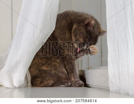 Grey cat sits in front of window with white curtains and white background, licking its dirty paw, seeking some privacy and enjoying life