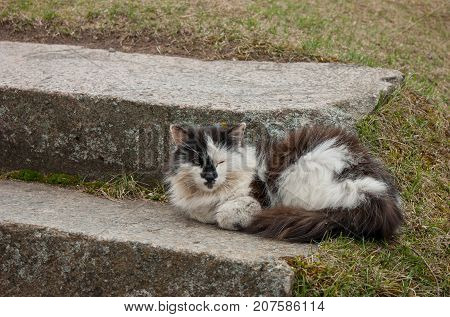 Old multicolored cat laying on the stairs