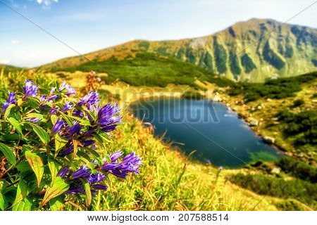 Violet flowers and lake Rohacske plesa in West Tatras mountains Slovakia
