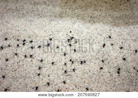 Little black insect out of the water on a sandy beach