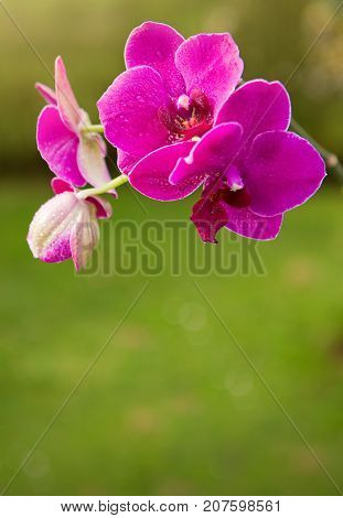 Beautiful pink orchid flowers isolated on green background.