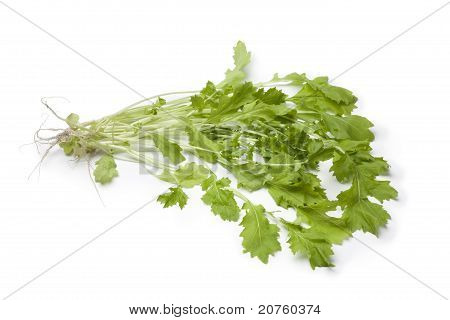Légumes frais de cresss hiver