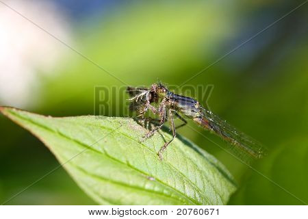 Východní Forktail Motýlice žena