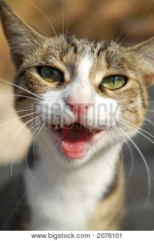 Gülümseyen kedi