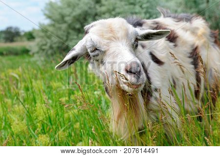 domestic goats grazing on pasture and sky