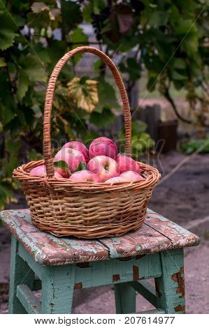 Basket Of Ripe Apples