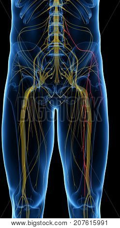 3d rendered medically accurate illustration of the Lateral Femoral Cutaneous Nerve