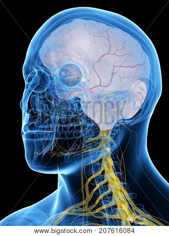 3d rendered medically accurate illustration of the Maxillary Nerve
