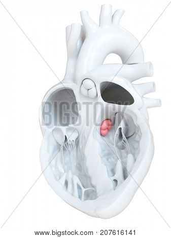 3d rendered medically accurate illustration of the aortic valve