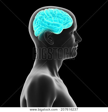 3d rendered medically accurate illustration of the human brain