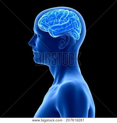 3d rendered medically accurate illustration of the human brain