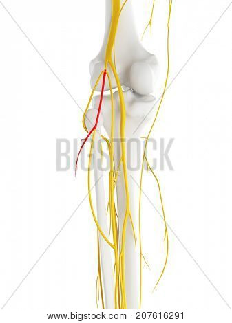 3d rendered medically accurate illustration of the Lateral Sural Cutaneous Nerve