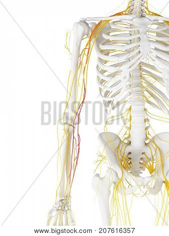 3d rendered medically accurate illustration of the Medial Antebrachial Cutaneous Nerve