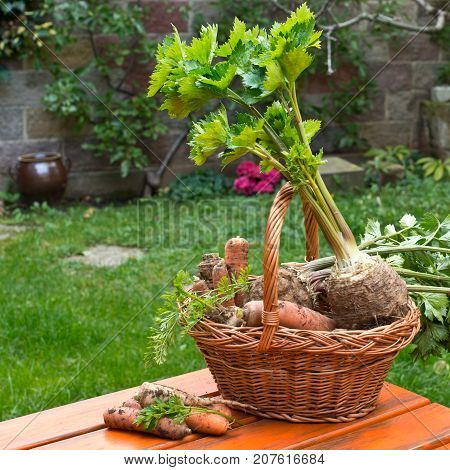 Parley Celery and Carrots in the Wicker Basket.