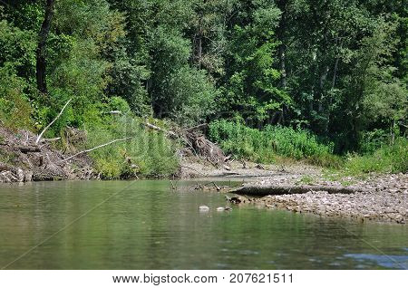Summer landscape on a Sunny day. The river flows among small trees and flowering meadows.