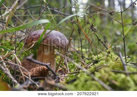 One Brown Mushroom, Lurid Bolete, In The Woods.