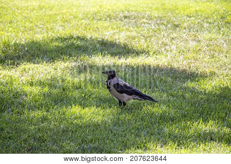 Magpie walks around the lawn looking around