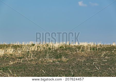 Stubble field with a blue sky in the summer.