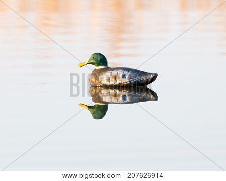 duck on the lake in the nature