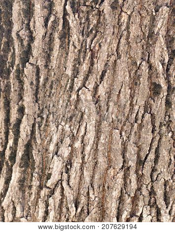 background from the bark of an old tree