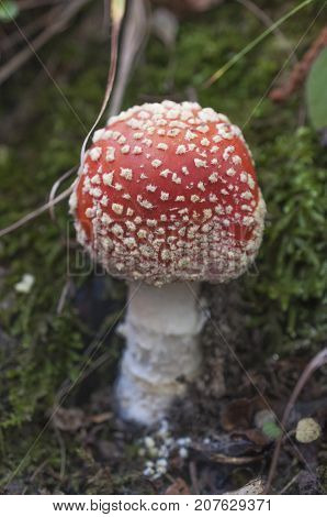 Amanita muscaria unedible mushroom in the grass