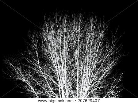 bare tree branches on a black background