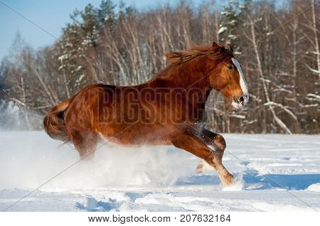 Draft horse running in snowy winter field