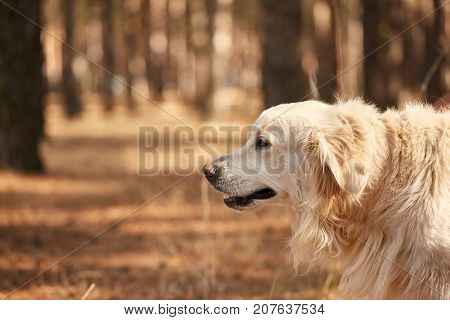 The dog is a labrador in the forest. Friendly dog. against the background of pine trees.