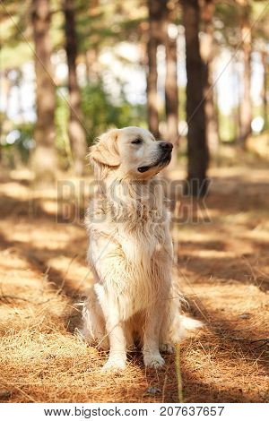 The dog is a labrador in the forest. Friendly dog. against the background of pine trees.