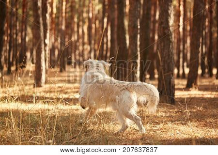 The dog is a labrador in the forest. Friendly dog. against the background of pine trees.