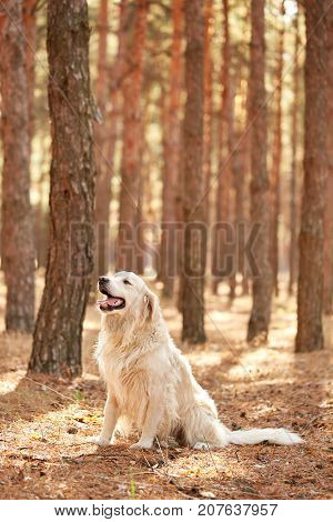 The dog is a labrador in the forest. Friendly dog. against the background of pine trees.