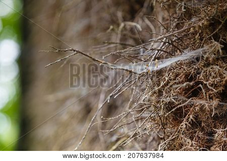 Animals houses forest beauty nature concept. Closeup of cobweb on moss tree branches.